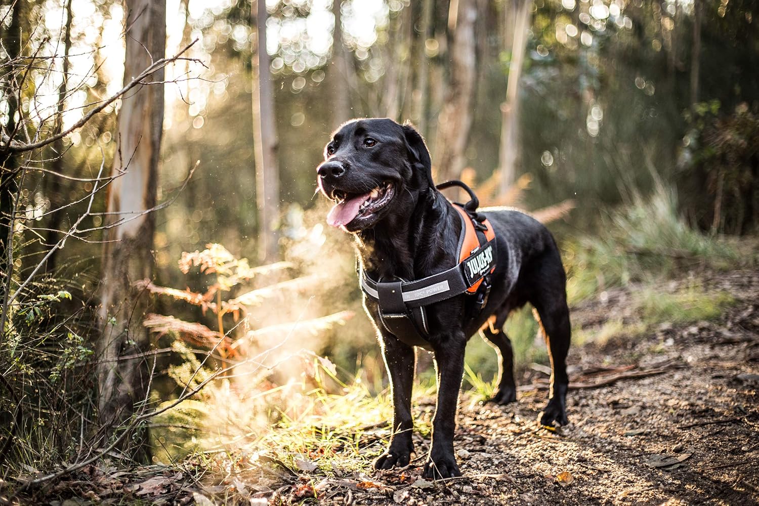 Picture of Julius-K9 Brustpolster, Größe: 1-2